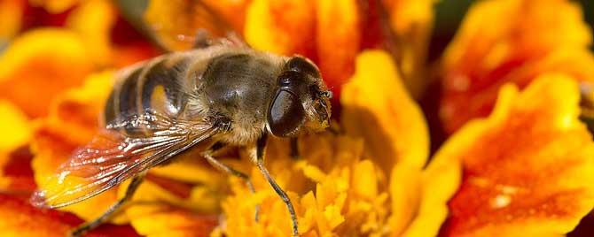 蜜蜂需要哪些营养物质 蜜蜂都能产生什么营养东西