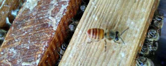 蜂箱由哪些部分组成的 蜜蜂箱的组成
