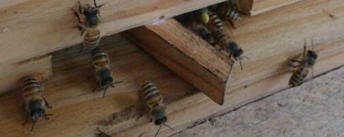 中蜂标准蜂箱尺寸是多少 中蜂标准箱的尺寸是多少?