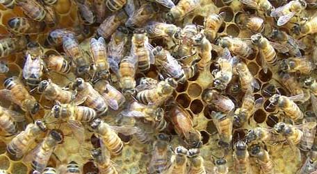 养蜜蜂