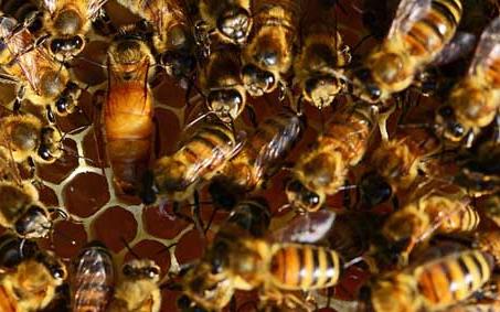 蜜蜂白垩病(石灰子病) 蜜蜂白垩病怎样根治