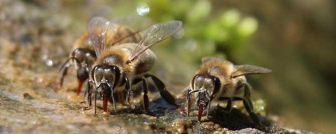 蜜蜂夏天太热会热死吗 蜜蜂能热死吗