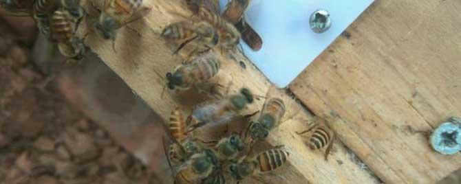 中蜂有哪些敌害 中蜂的天敌怎么防止