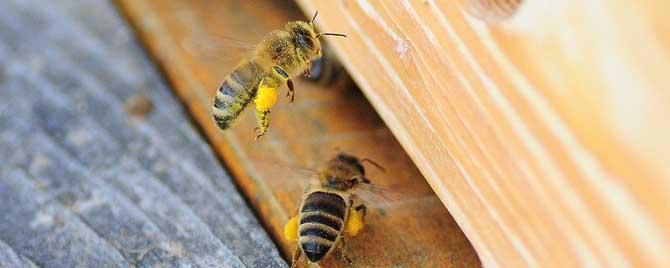 蜜蜂秋繁几脾开繁最合适 春繁几脾蜂最快