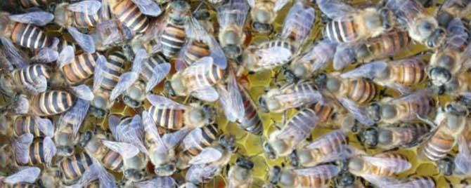 冬天中蜂为什么很多死在蜂箱里 冬天中蜂为什么很多死在蜂箱里呢