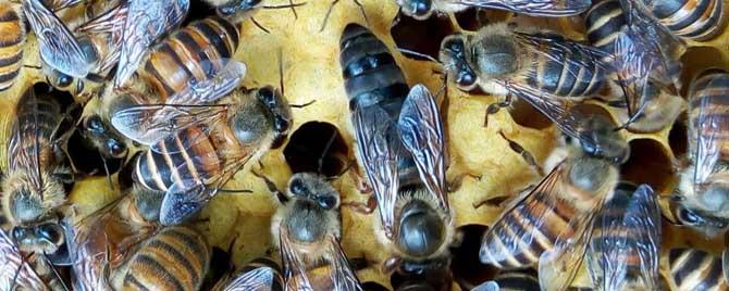 中蜂冬天爬出来是怎么回事 中蜂什么时候进入越冬