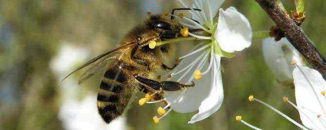 蜂毒的美容作用与功效有哪些 蜂毒的用处