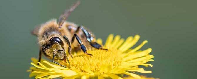 蜂毒对性功能的作用有哪些 蜂毒的功效与作用,蜂毒的副作用