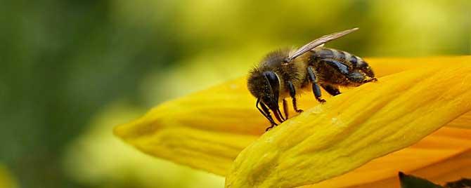 蜂毒疗法是骗局吗 蜂疗有毒吗