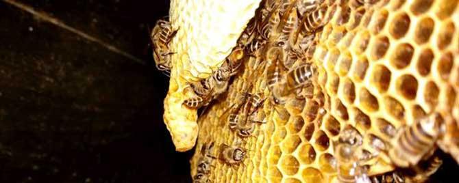 维持大群的中蜂品种有哪些 维持大群的中蜂品种图片