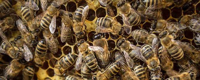 意蜂夏季养殖技术要点有哪些 意蜂冬季管理养殖新法