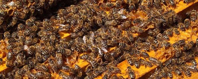 意蜂秋季养殖技术要点有哪些（意蜂一年十二个月养殖技术经验总结）