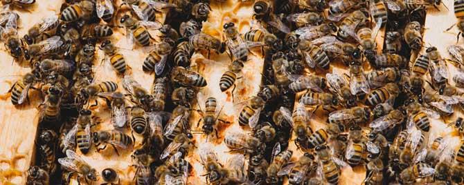 意蜂冬季养殖技术要点有哪些 意蜂冬季管理养殖新法