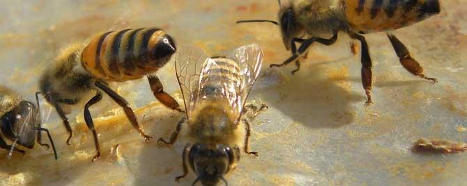 意蜂和中蜂外貌有什么区别 中蜂和意蜂怎样区别