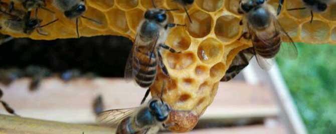 蜜蜂起王台不想分蜂怎么办（蜜蜂自然分蜂后剩余的王台怎么处理）