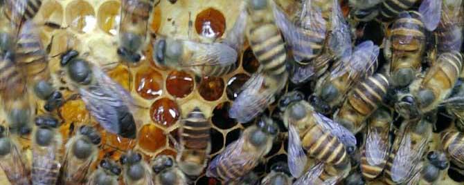 50只蜜蜂能养活蜂王吗（两百只蜜蜂一只蜂王能不能生存下去）