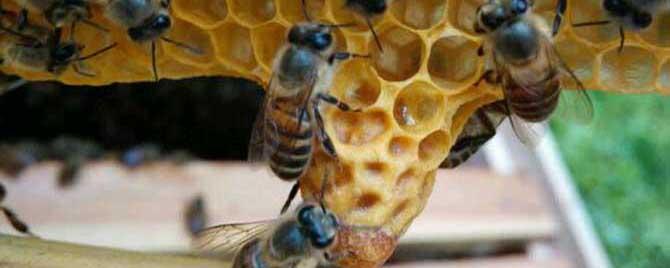 人工培育蜂王方法有哪些（人工怎样培育蜂王）