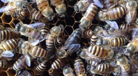 怎样用空气清新剂合并蜂群 用空气清新剂合并蜂群好吗