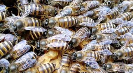 蜜蜂春繁加脾规律有哪些（蜜蜂春繁加脾示意图和时间）