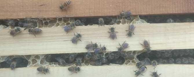 蜜蜂春繁起雄蜂怎么办 春繁分蜂没有雄蜂怎么办