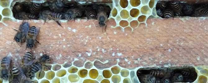 蜜蜂开春什么时候喂 蜜蜂春天什么时候分蜂