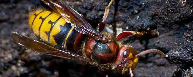 牛角蜂是什么蜂 牛角蜂的学名