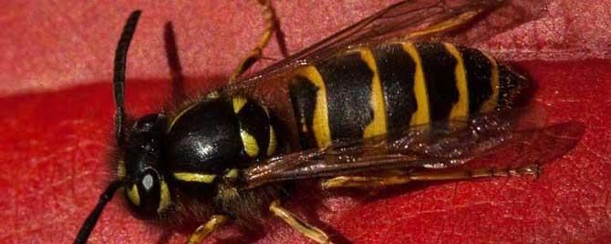 牛角蜂的毒性大吗 牛角蜂的天敌