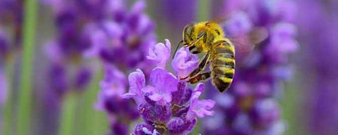 蜜蜂蛰消肿的小妙招有哪些（蜜蜂蛰了有啥办法能消肿）