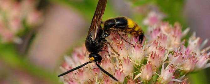 牛角蜂窝的药用功效有哪些 牛角蜂蜂窝有什么用