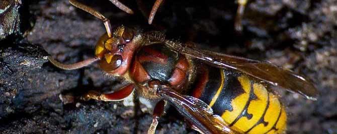 牛角蜂蛰了多久死人 牛角蜂蜇人后,牛角蜂会死吗