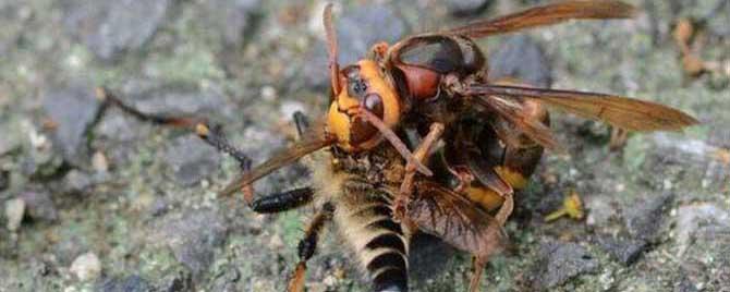 一只牛角蜂蛰了会不会死人（被牛角蜂蛰了是什么样子的）