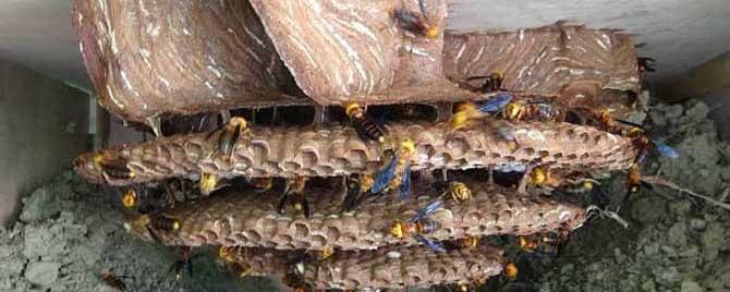 地雷蜂有蜂蜜吗（地雷蜂是蜜蜂吗）