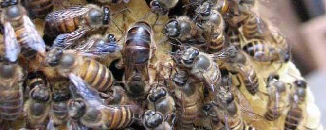 阿坝蜜蜂属于什么蜂 阿坝蜂的特点