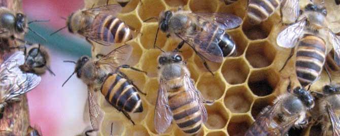 阿坝蜂和土蜂有什么区别（云贵中蜂与阿坝中蜂的区别）