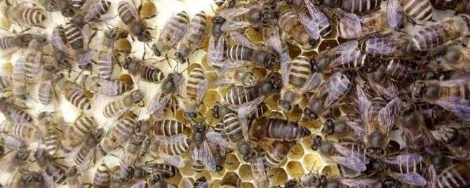 阿坝蜂王和中蜂蜂王有什么区别 阿坝蜂王和中蜂蜂王有什么区别图片