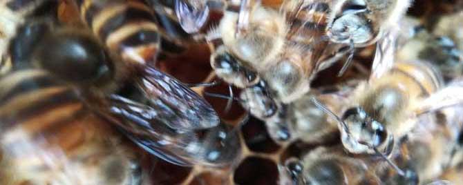 阿坝中蜂原种如何购买 出售纯种阿坝中蜂种王