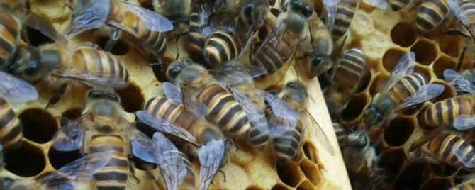 阿坝中蜂适合哪些地方养（贵州阿坝的中蜂品种怎么样?）