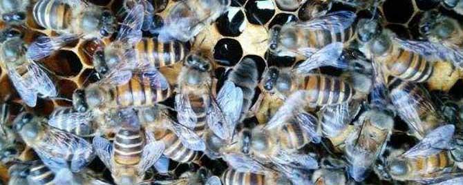 阿坝蜜蜂在南方可以养吗 云南养蜜蜂