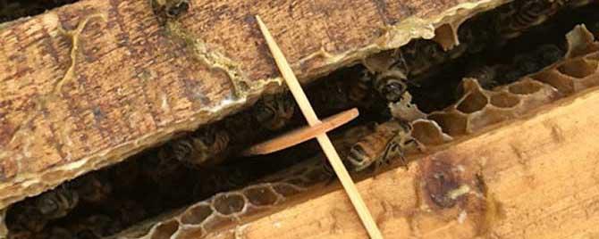 巢虫清木片对蜂蜜有影响吗 巢虫清木片对蜜蜂有害吗