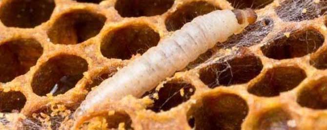 中蜂巢虫根治偏方有哪些 中蜂巢虫防治方法四招