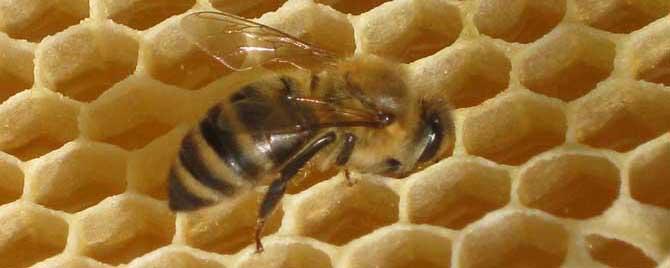 大蜂螨的特效药有哪些 什么药对大蜂螨最有效