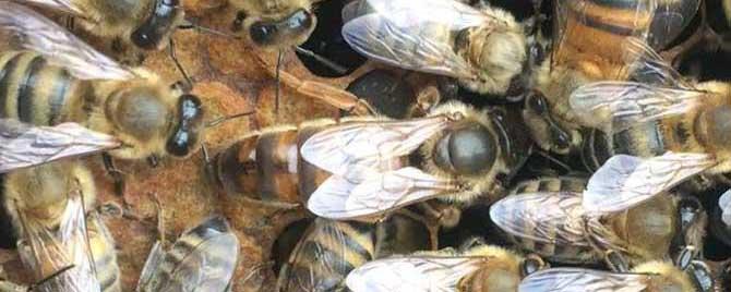 小蜂螨用什么药治最快 小蜂螨用什么药最有效