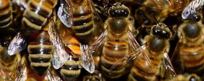 意蜂治疗大小螨用什么药好 意蜂治螨用什么药最好