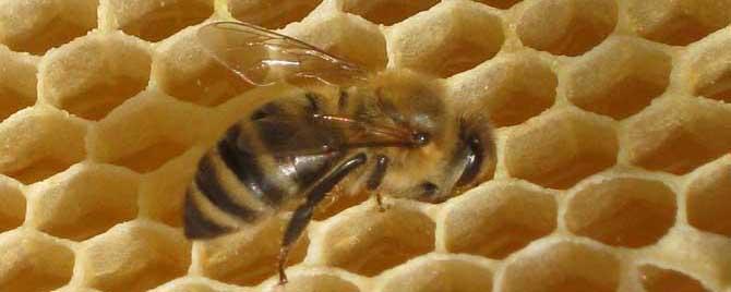 治蜂螨不伤蜂的方法有哪些 治疗蜂螨最有效的方法