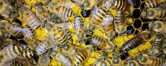 中华蜜蜂有哪常见病虫害 蜜蜂有哪些病虫害