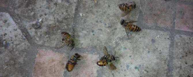 蜜蜂爬蜂病有啥特效药 治爬蜂病的特效药?