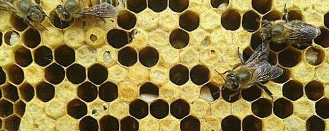 中蜂囊状幼虫病特效药有哪些（蜜蜂囊状幼虫病特效药）