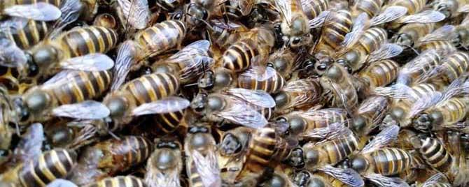 中蜂把幼虫拖出箱外是什么病 中蜂拖幼虫出巢门是什么原因