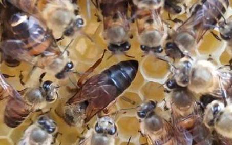 蜜蜂大肚病