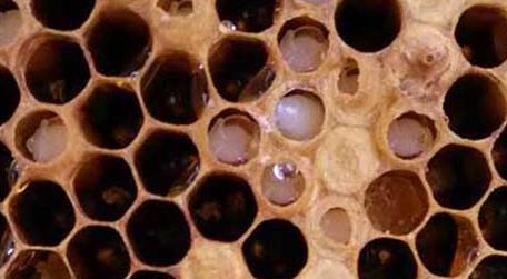 中蜂病症状图片及防治技术 中蜂常见疾病的症状预防与治疗